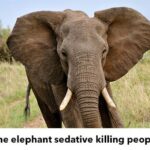 Carfentanil Abuse in Elephant - Miami FL