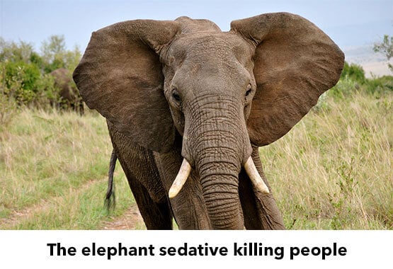 Carfentanil Abuse in Elephant - Miami FL